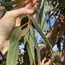 Image of Eucalyptus gittinsii subsp. gittinsii