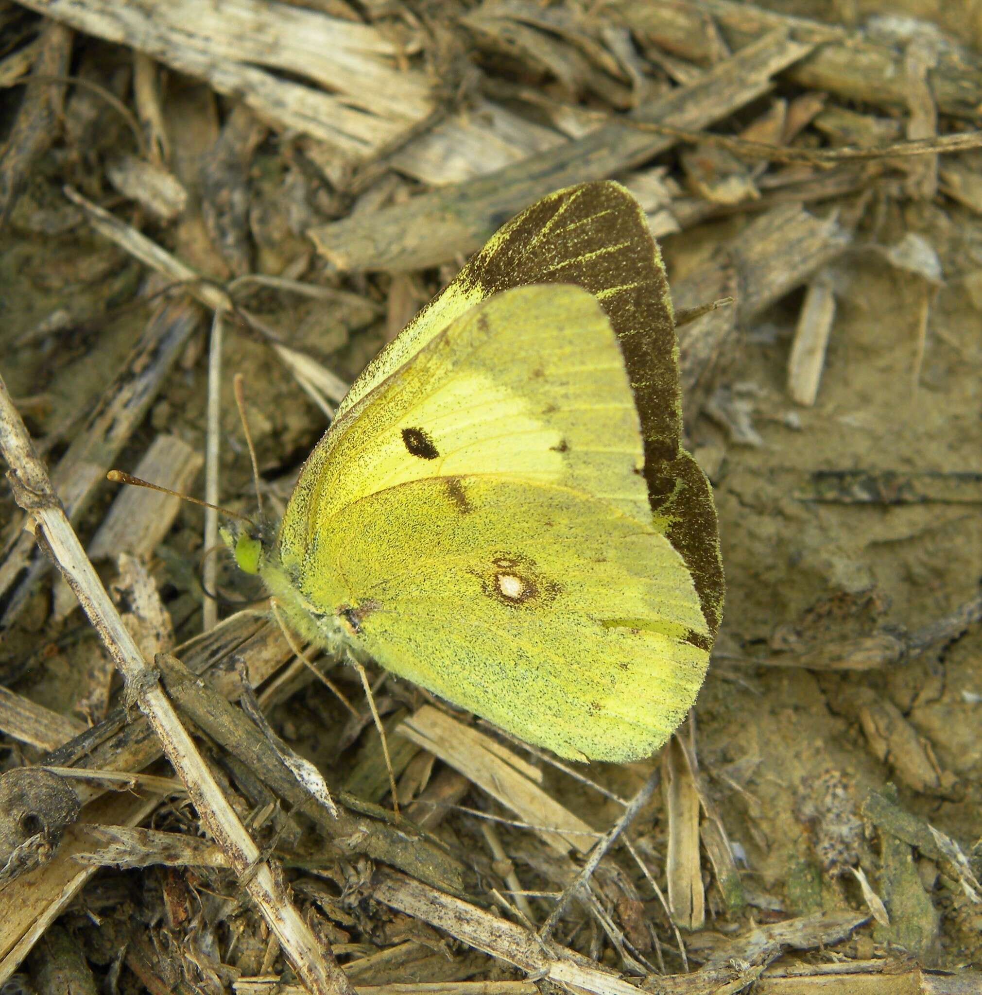 Image of Eastern Pale Clouded Yellow