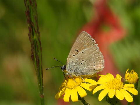 Image of <i>Lycaena hippothoe eurydame</i>