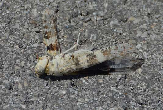 Trimerotropis schaefferi Caudell 1904 resmi