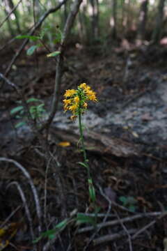 Image of Crested Yellow Orchid