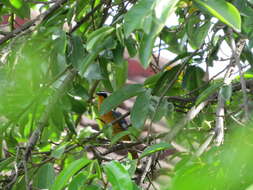 Image of Heuglin's Robin