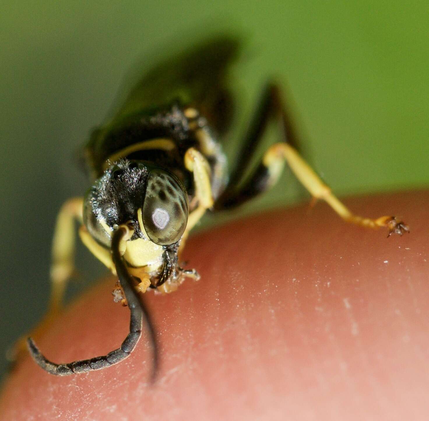 Image of Gorytes atricornis Packard 1867