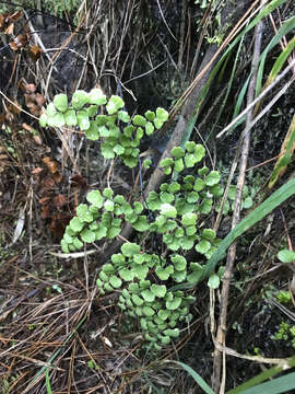 Adiantum chilense Kaulf.的圖片