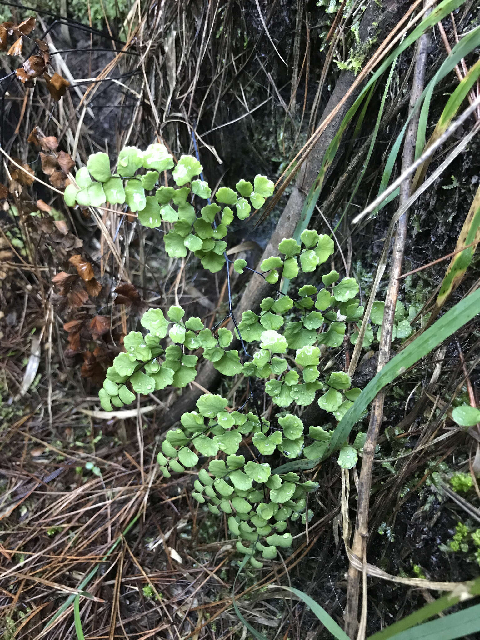 Image of Adiantum chilense Kaulf.