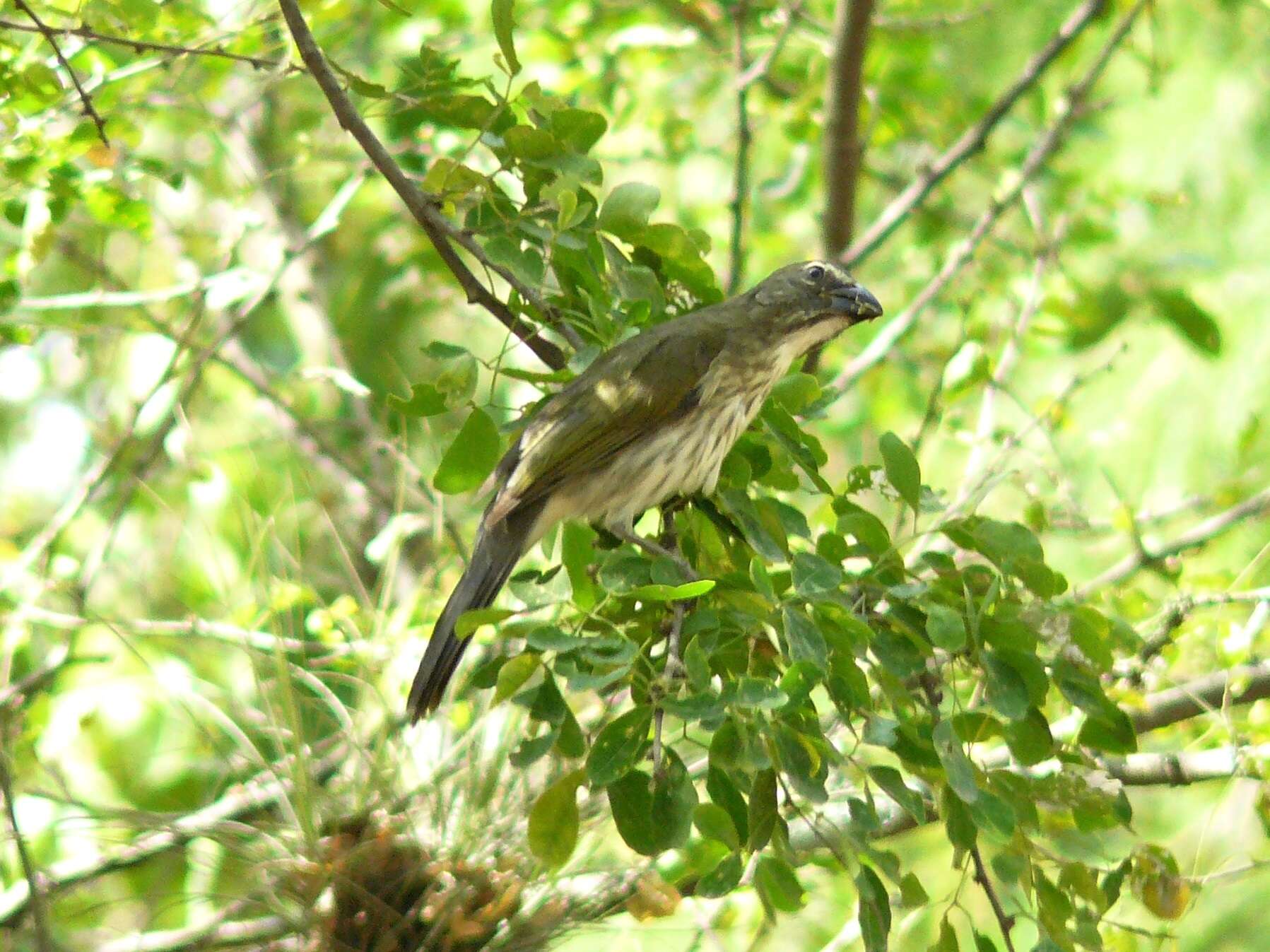 Image of Streaked Saltator