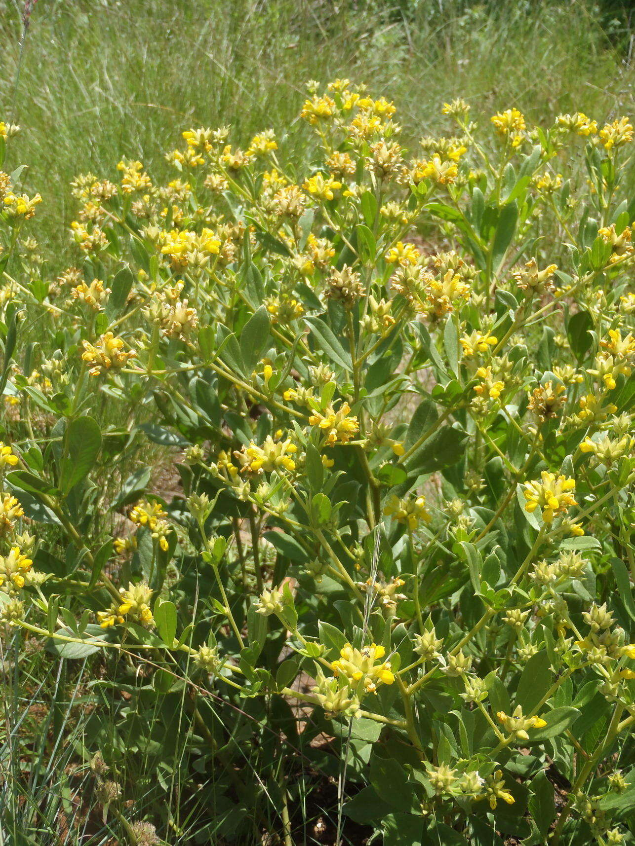 Image of Pearsonia cajanifolia subsp. cajanifolia