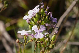 Image of Stylidium affine Sonder