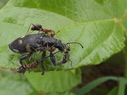 صورة Polyclaeis (Polyclaeis) longicornis Fahraeus 1871