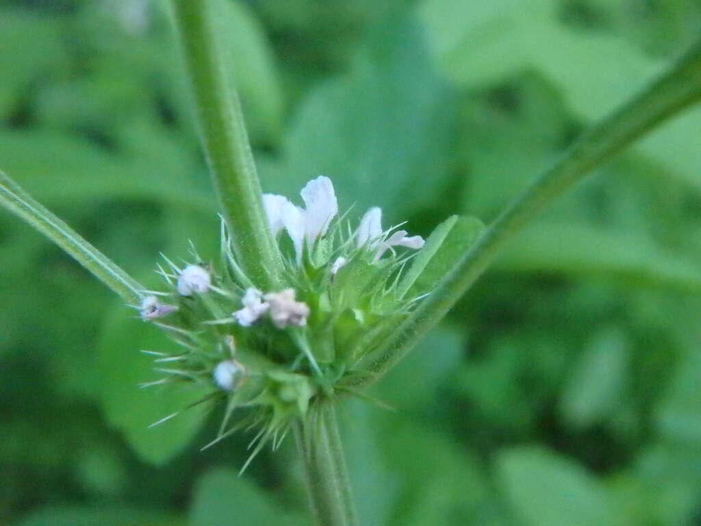 Image of lion's tail