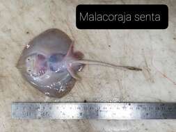 Image of Malacoraja