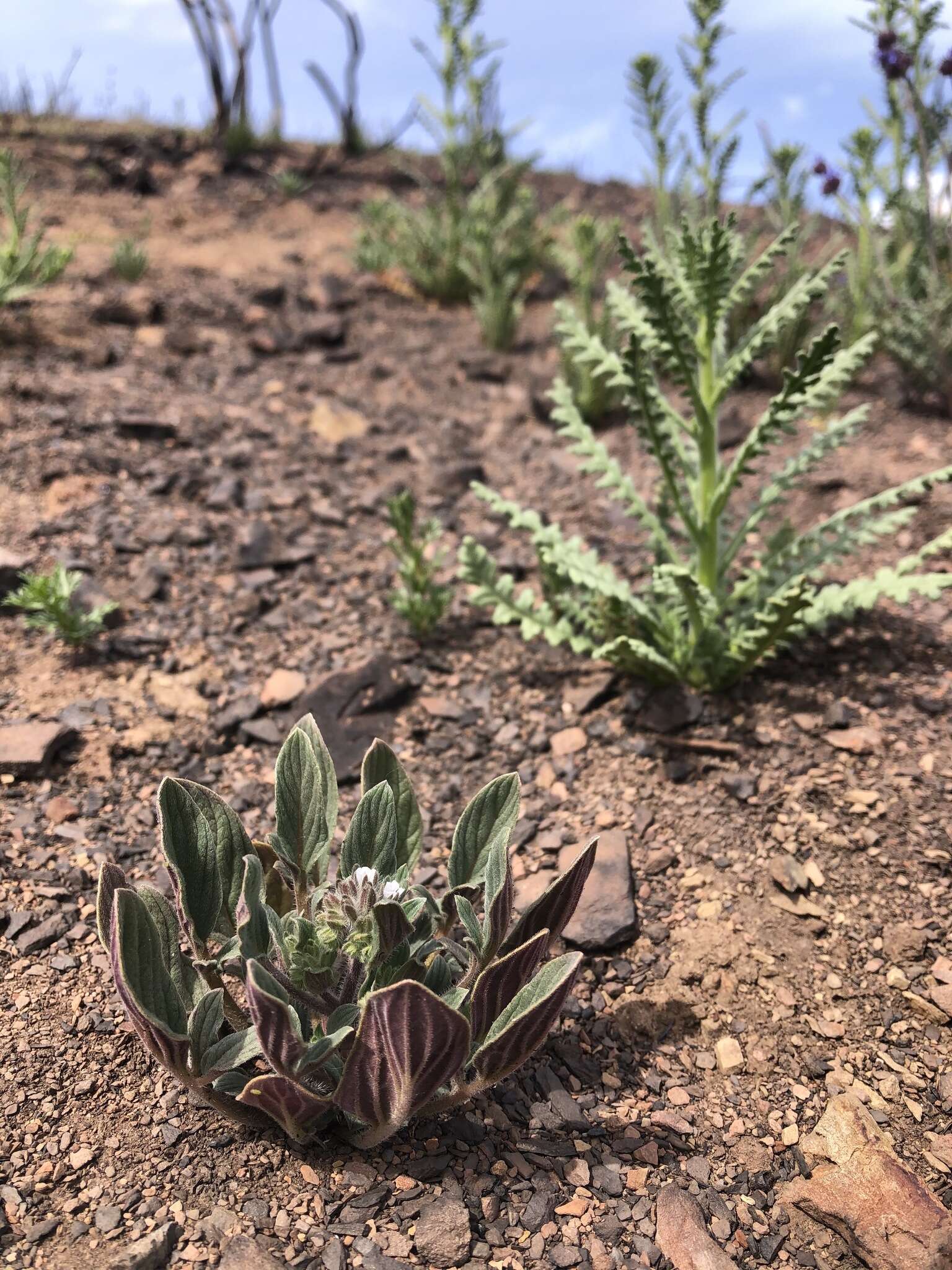 Image of Mt. Diablo phacelia