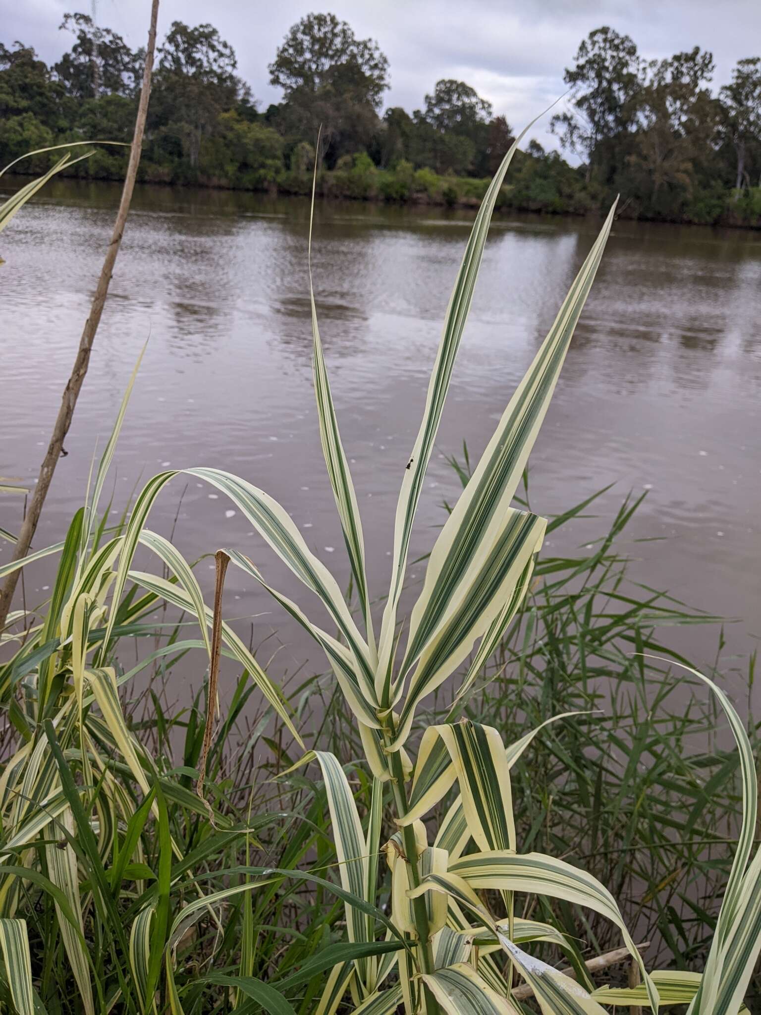 Plancia ëd Arundo