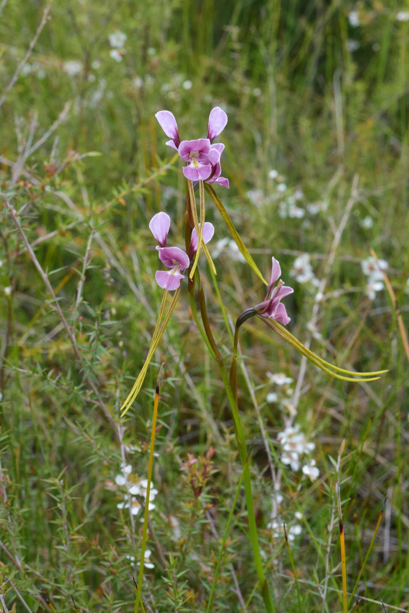 Image of Purple donkey orchid