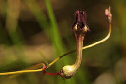 Imagem de Ceropegia chimanimaniensis M. G. Gilbert