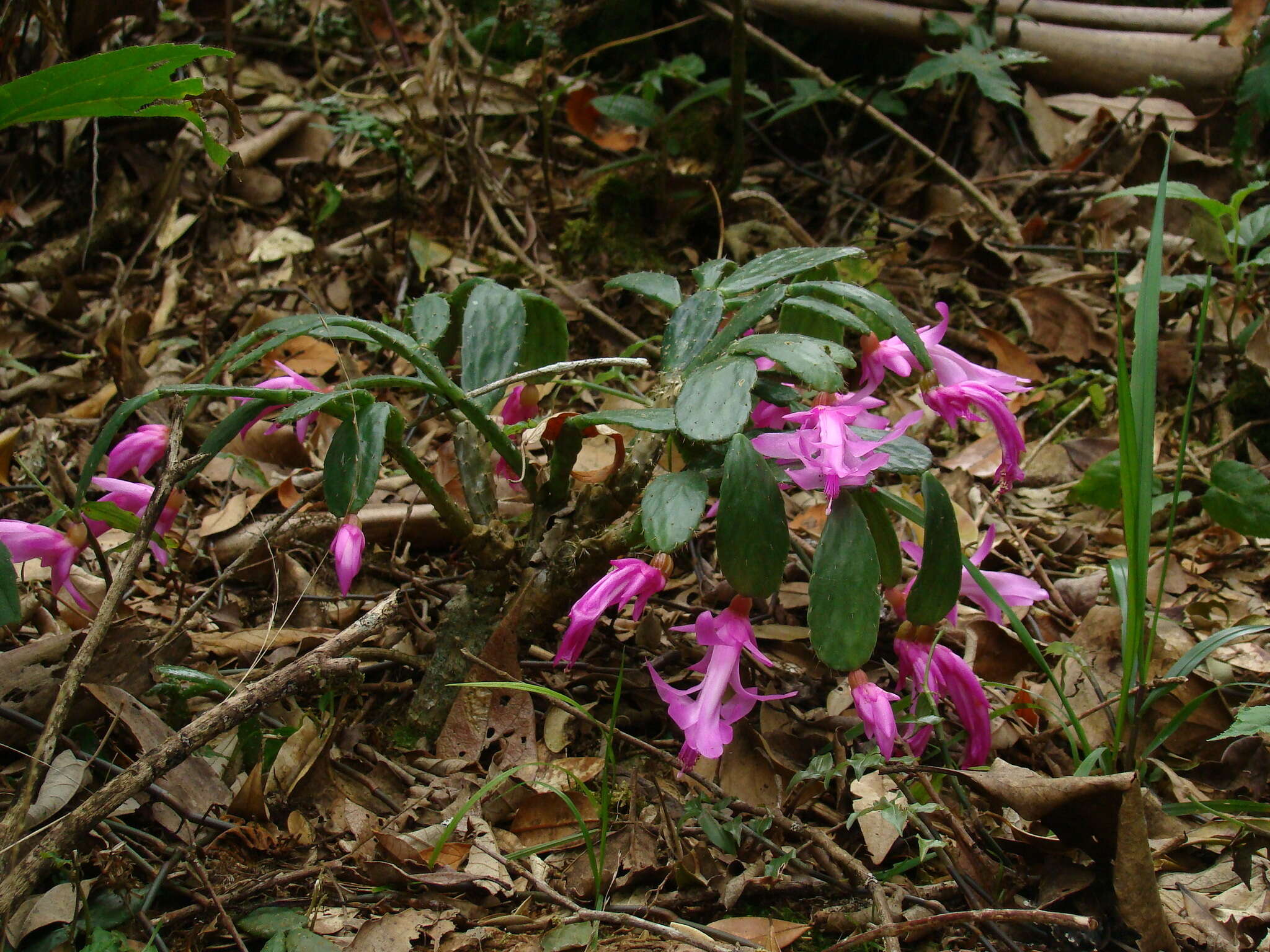 Image of Christmas Cactus