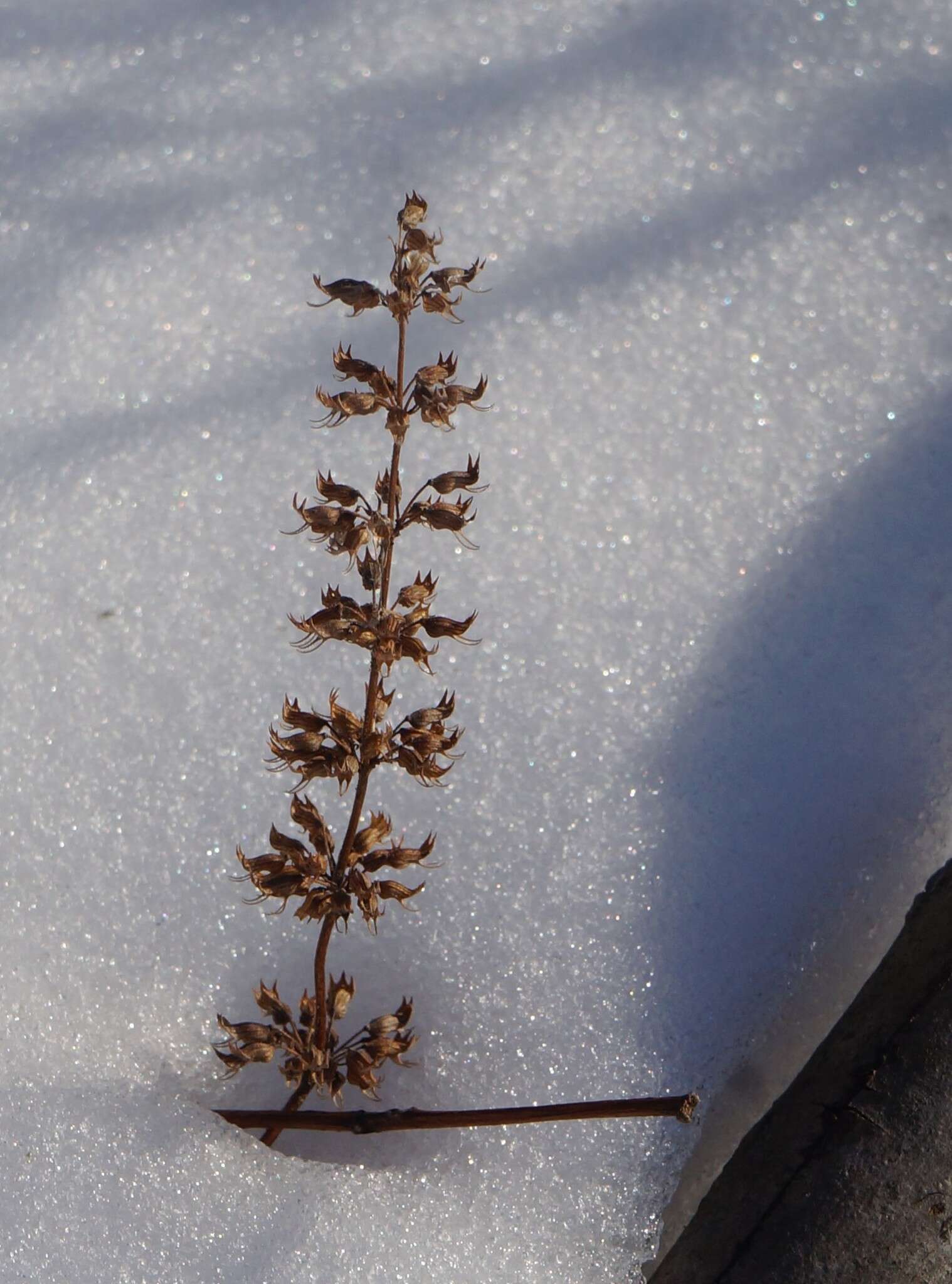 Image of American false pennyroyal