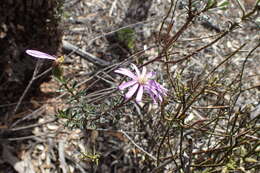 Image of splendid daisy-bush