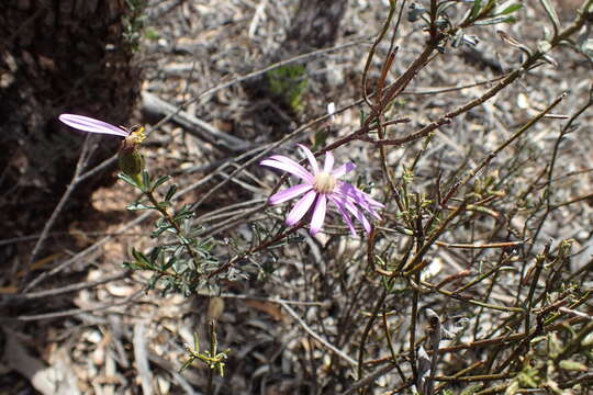 Image of Olearia magniflora F. Müll.