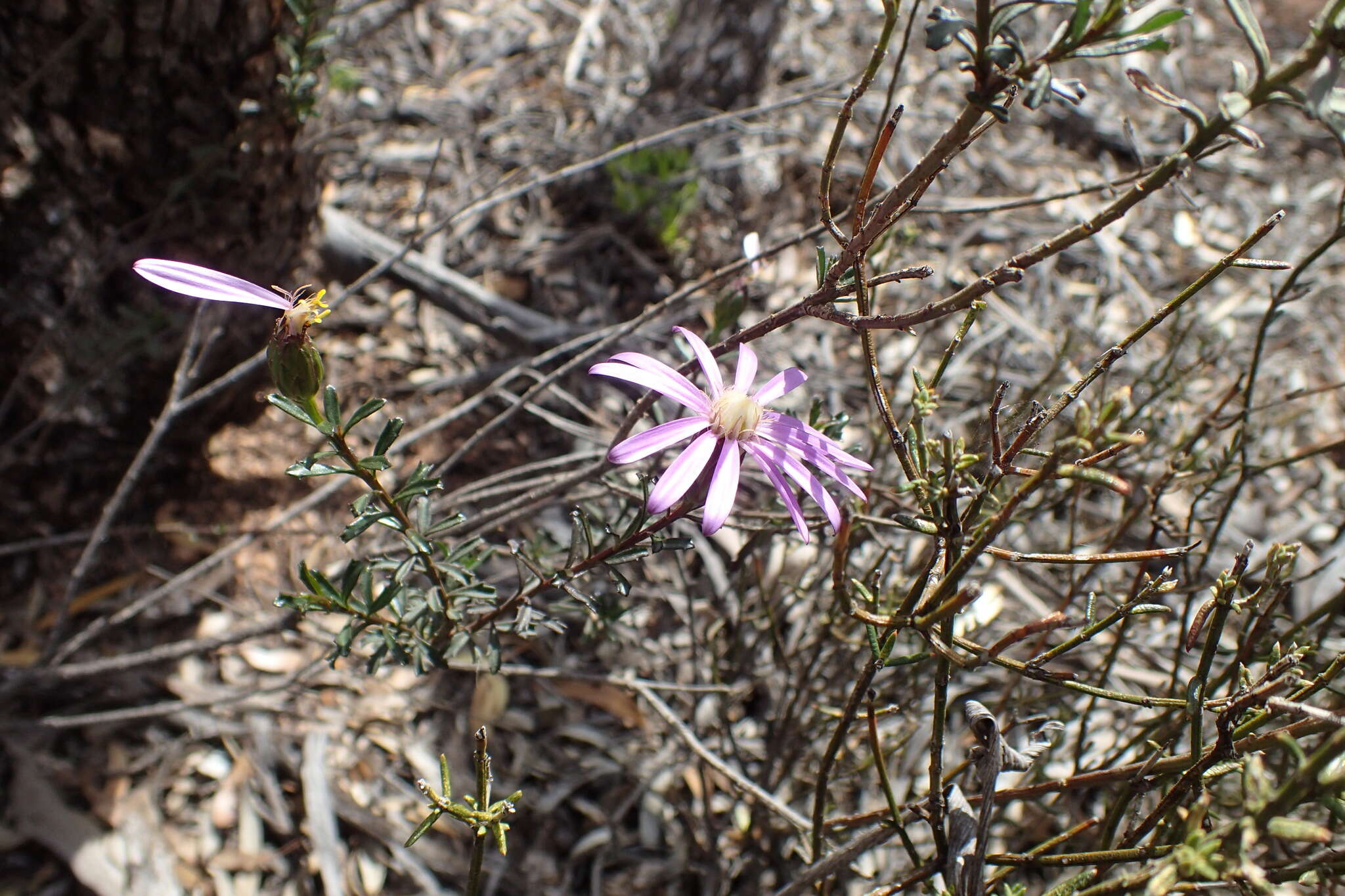 Image of splendid daisy-bush