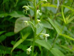 Platanthera lacera (Michx.) G. Don resmi