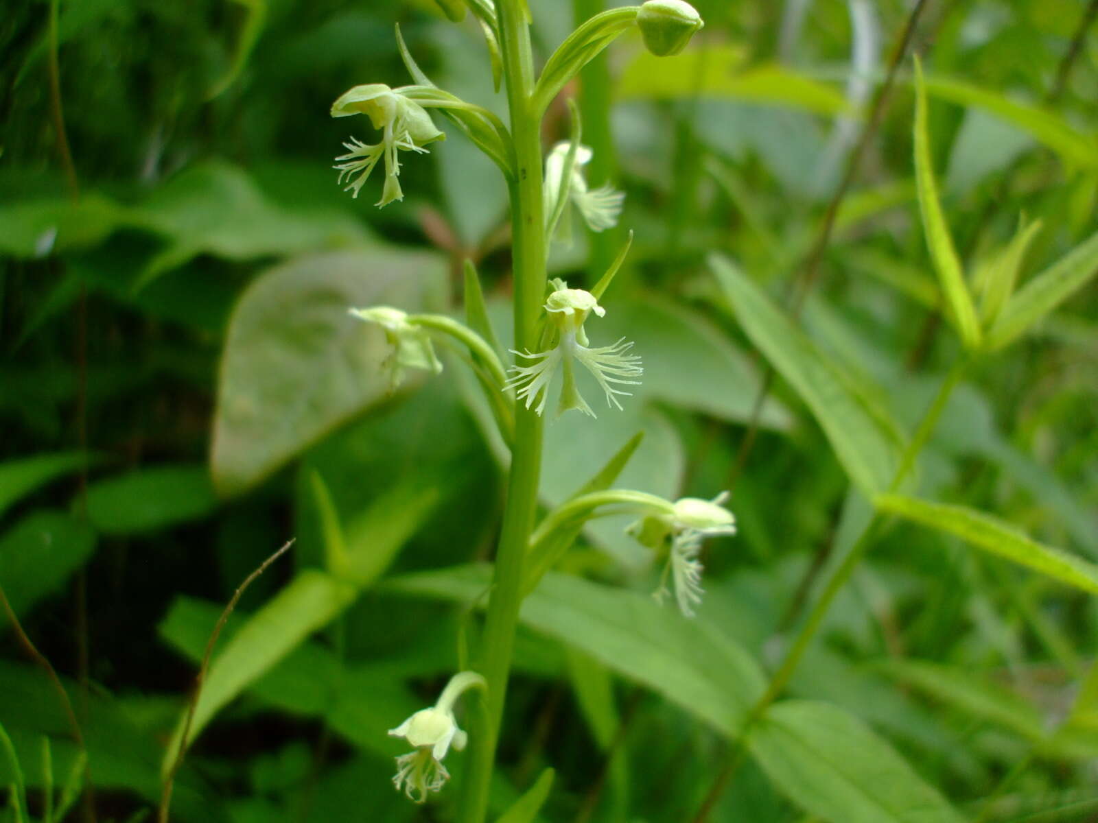 Platanthera lacera (Michx.) G. Don resmi