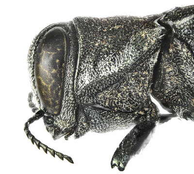 Image of Agrilus ater (Linnaeus 1767)