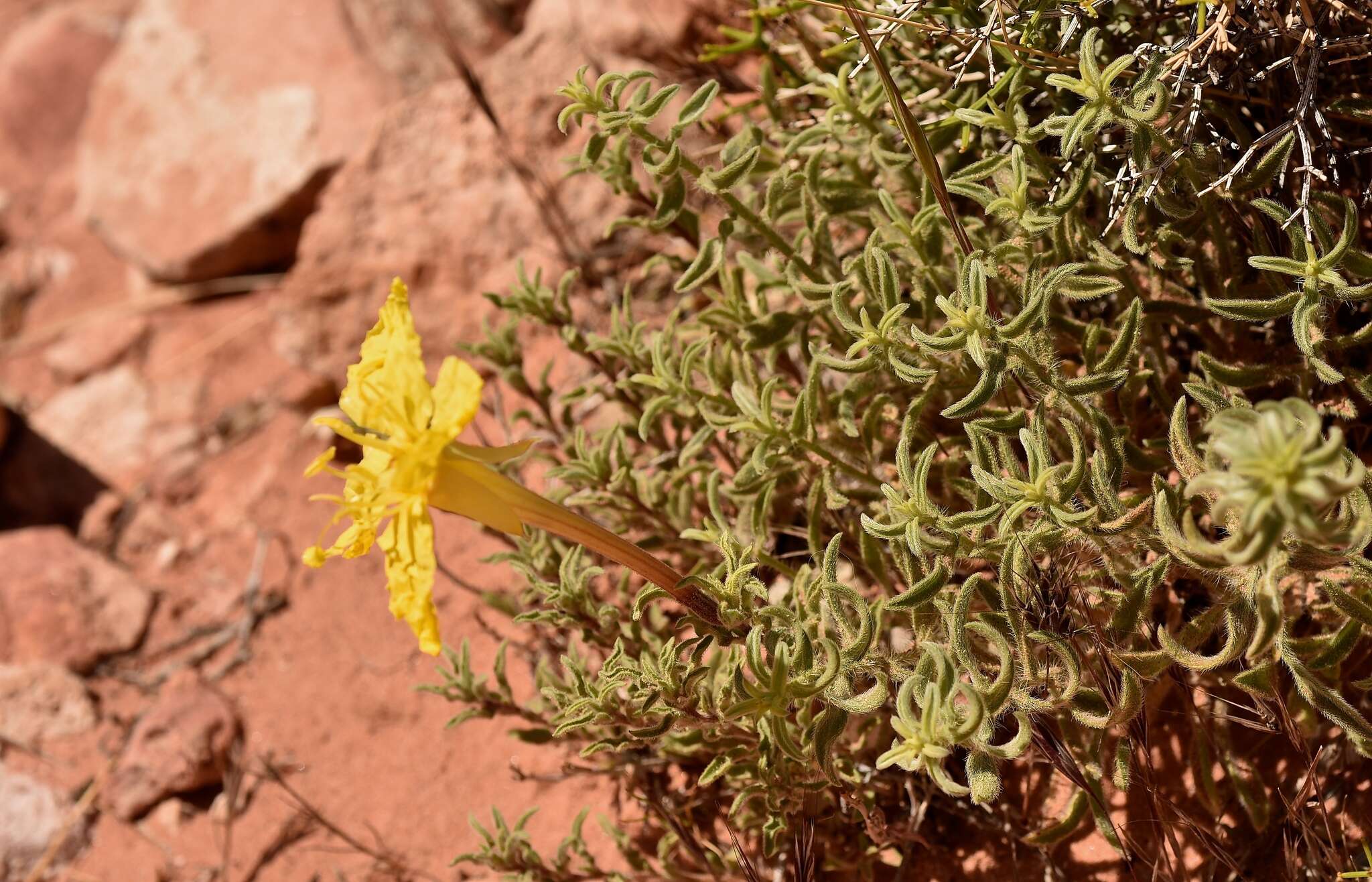 Image of Oenothera lavandulifolia Torr. & Gray