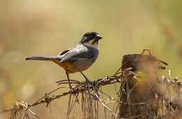 Image of Rusty-bellied Brush Finch