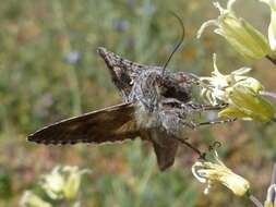 Image of Alfalfa Looper Moth