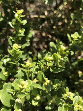 Image of Baccharis pilularis subsp. consanguinea (DC.) C. B. Wolf