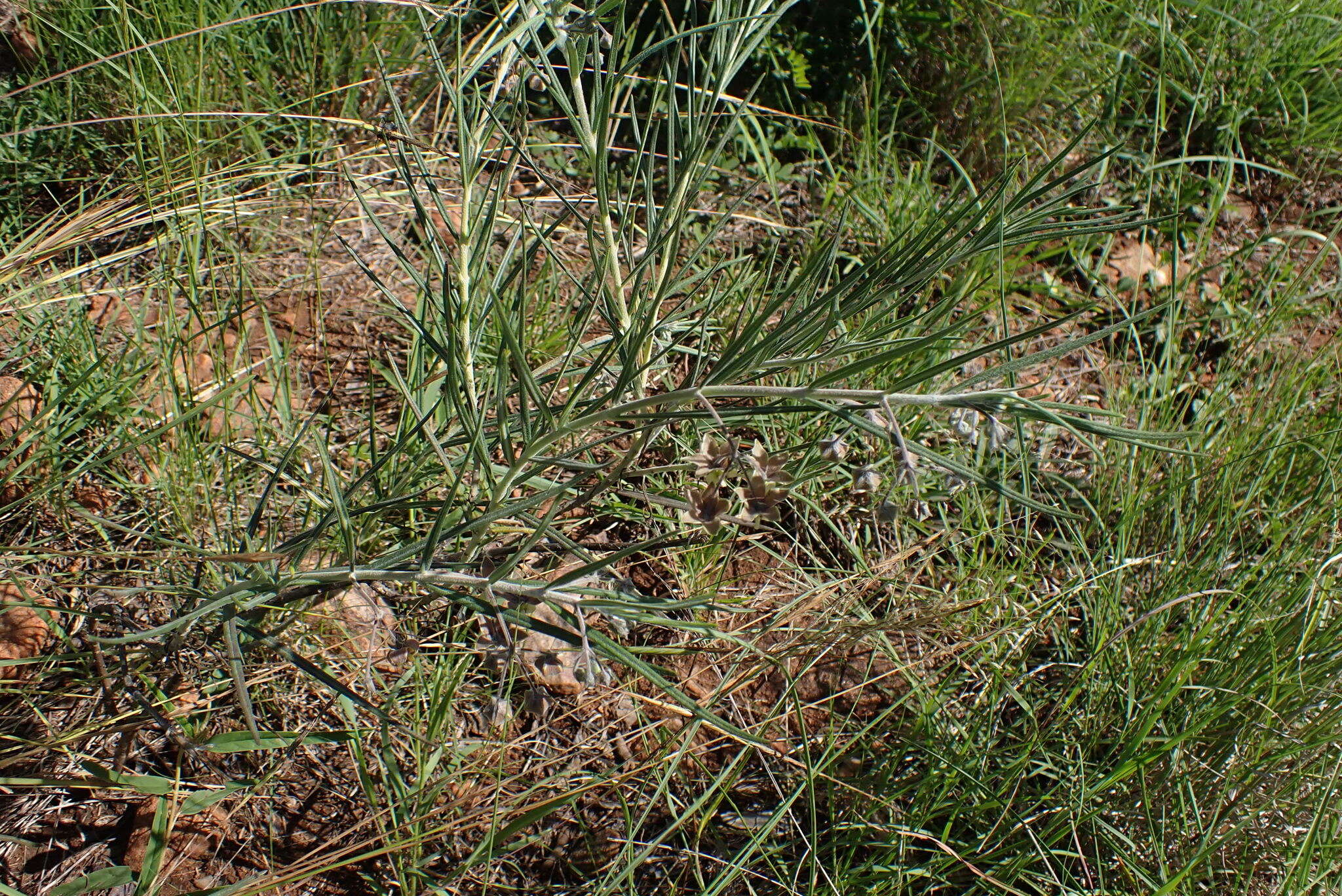 Слика од Gomphocarpus tomentosus Burch.