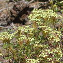 Image of Glandularia araucana (Phil.) Botta