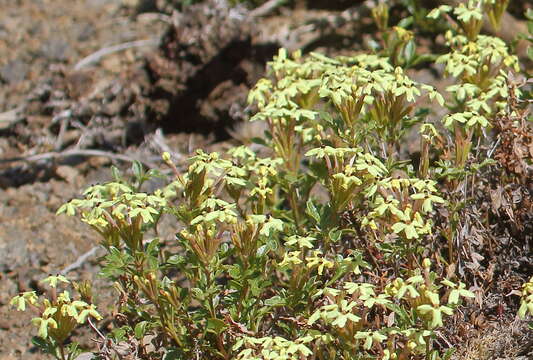 Image of Glandularia araucana (Phil.) Botta