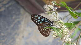 Image of Ideopsis similis Linnaeus 1758