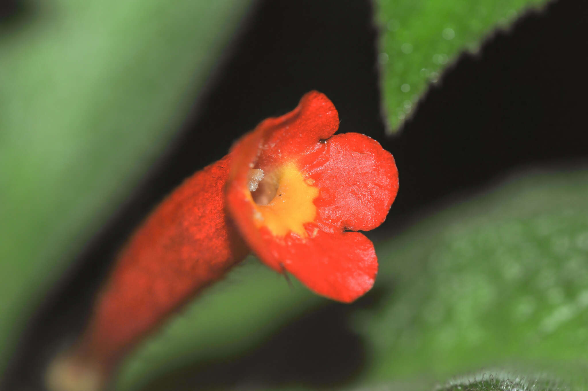 Image of Centrosolenia porphyrotricha (Leeuwenb.) M. M. Mora & J. L. Clark