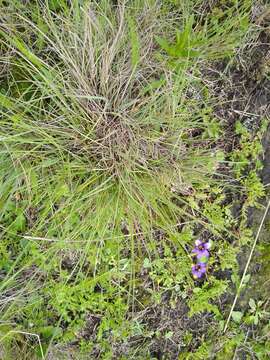 Sisyrinchium scabrum Schltdl. & Cham.的圖片