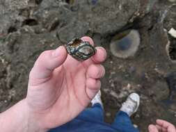 Image of West Indian green chiton