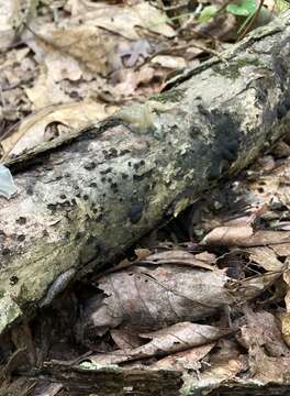 Annulohypoxylon archeri (Berk.) Y. M. Ju, J. D. Rogers & H. M. Hsieh 2005的圖片