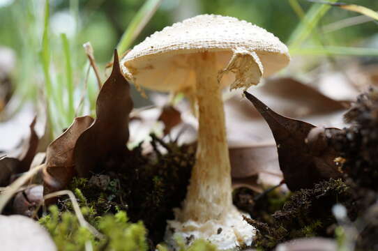 Image of Amanita sychnopyramis Corner & Bas 1962