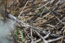 Image of Orange-throated Race-runner