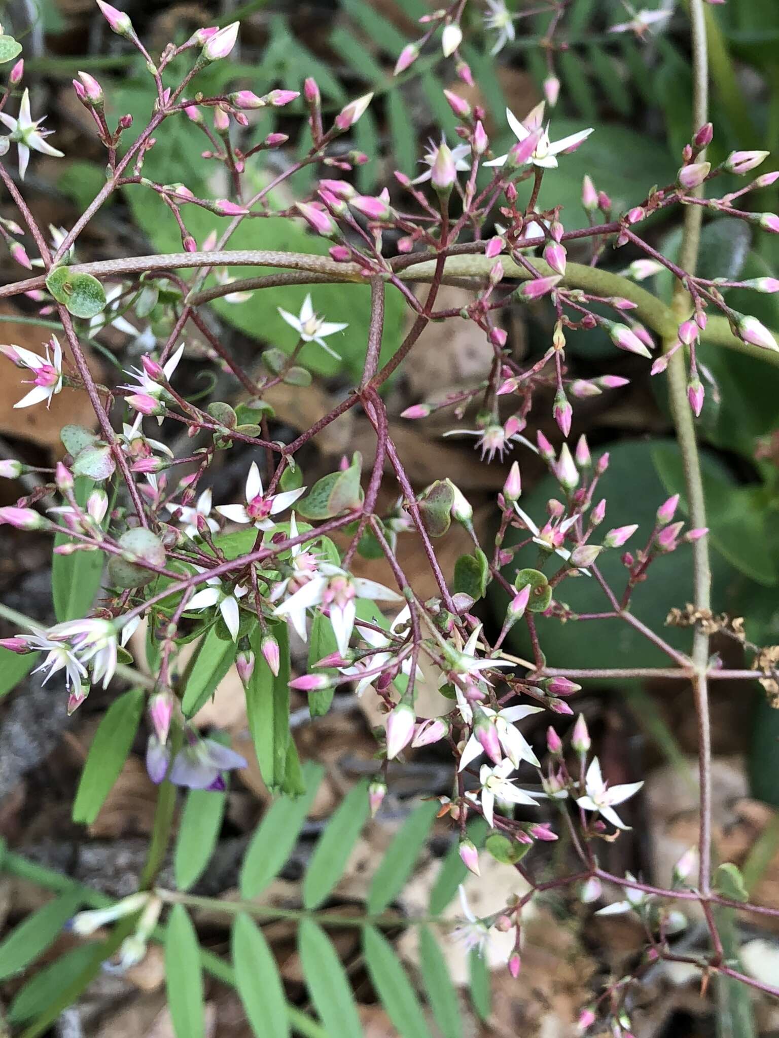 Image of Cape Province pygmyweed