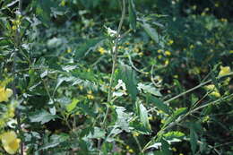 Image of smooth yellow false foxglove