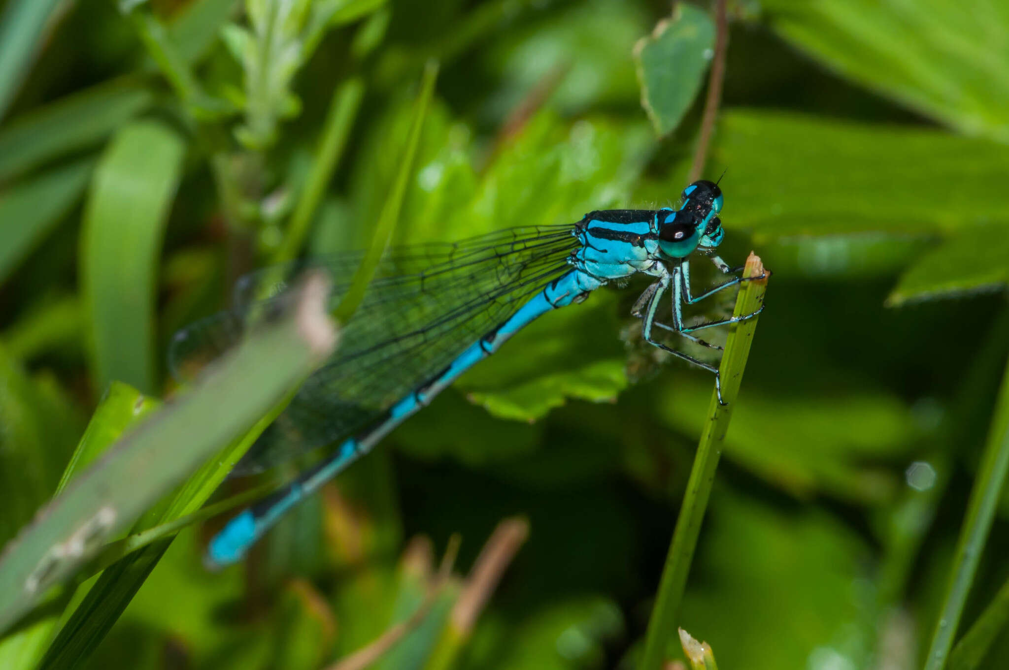 Coenagrion lanceolatum (Selys ex Selys & McLachlan 1872) resmi