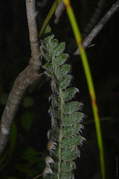 Image of Pleopeltis lepidopteris (Langsd. & Fisch.) Sota