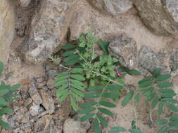 Image of Vernonia arabica F. G. Davies