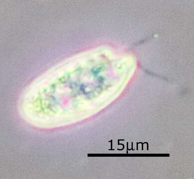 Слика од Cryptomonas paramecium