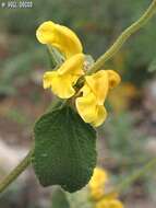 Image of Phlomis chrysophylla Boiss.