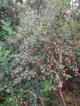 Imagem de Leptecophylla oxycedrus