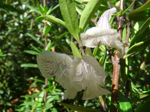 Prostanthera monticola B. J. Conn resmi